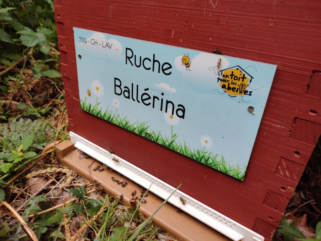 La ruche Ballérina