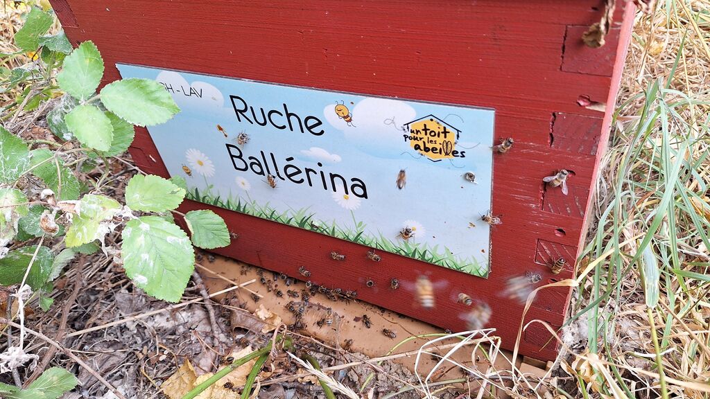 La ruche Ballérina