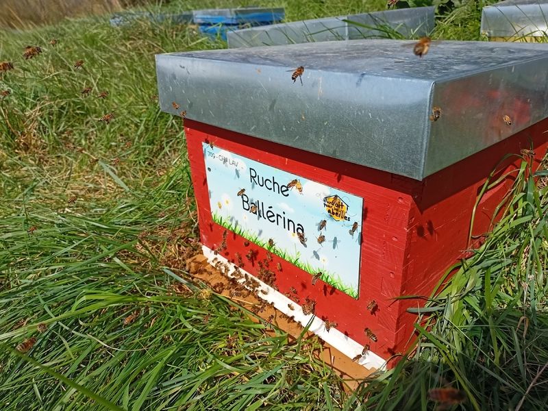 La ruche Ballérina