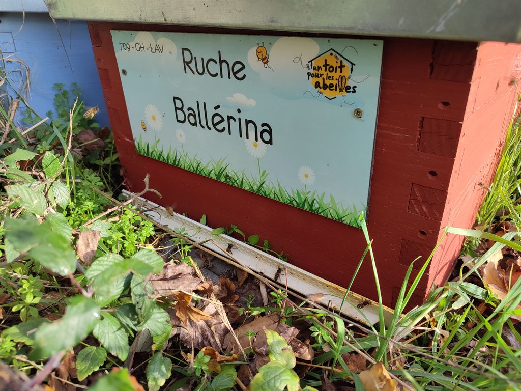La ruche Ballérina