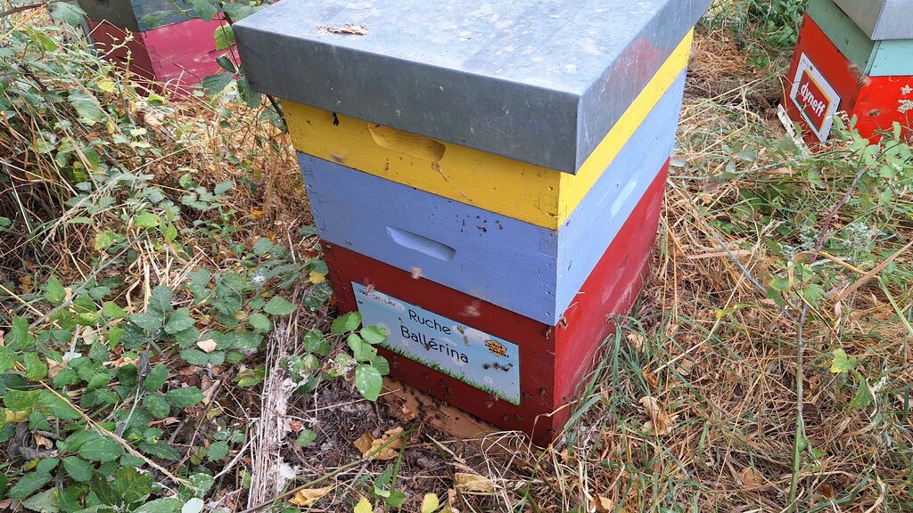 La ruche Ballérina