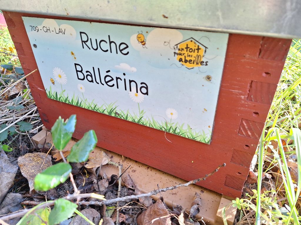 La ruche Ballérina