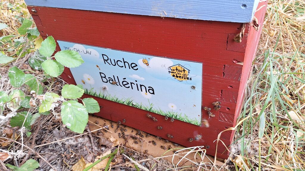 La ruche Ballérina