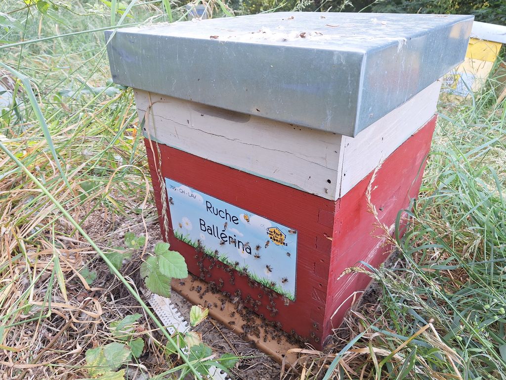 La ruche Ballérina