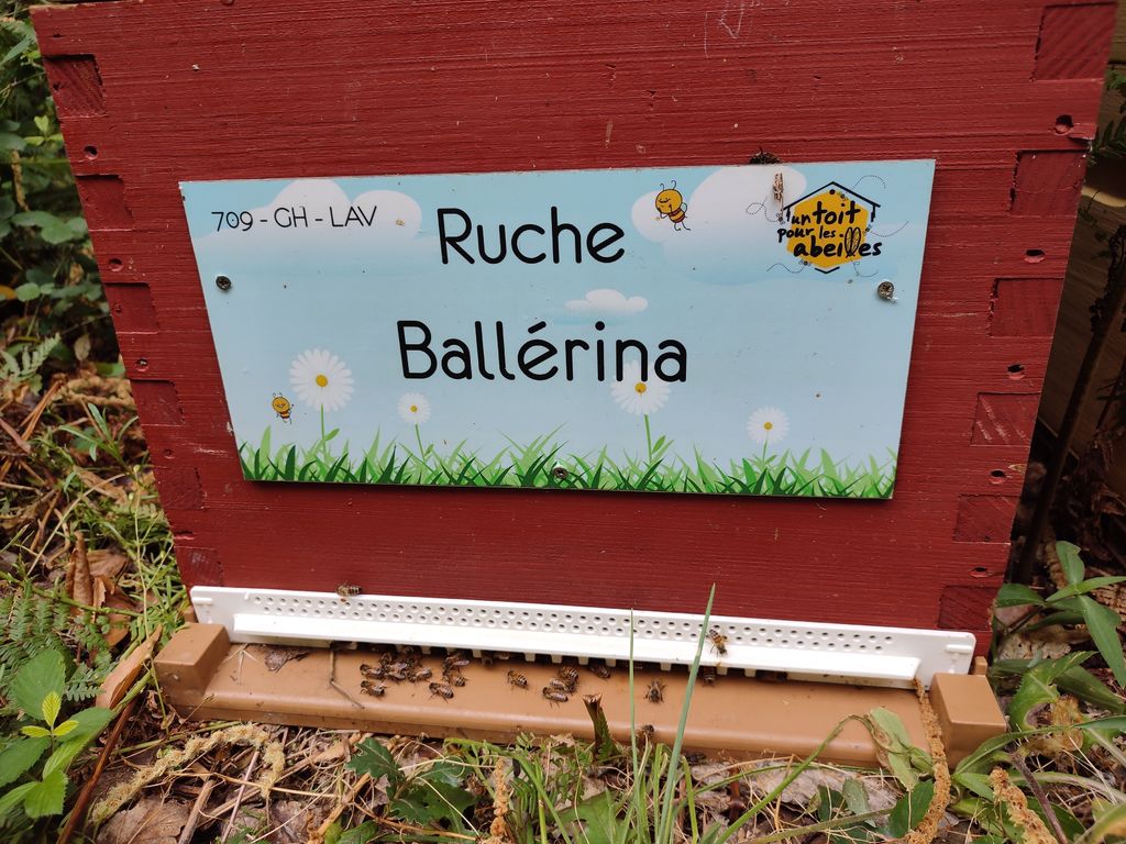 La ruche Ballérina