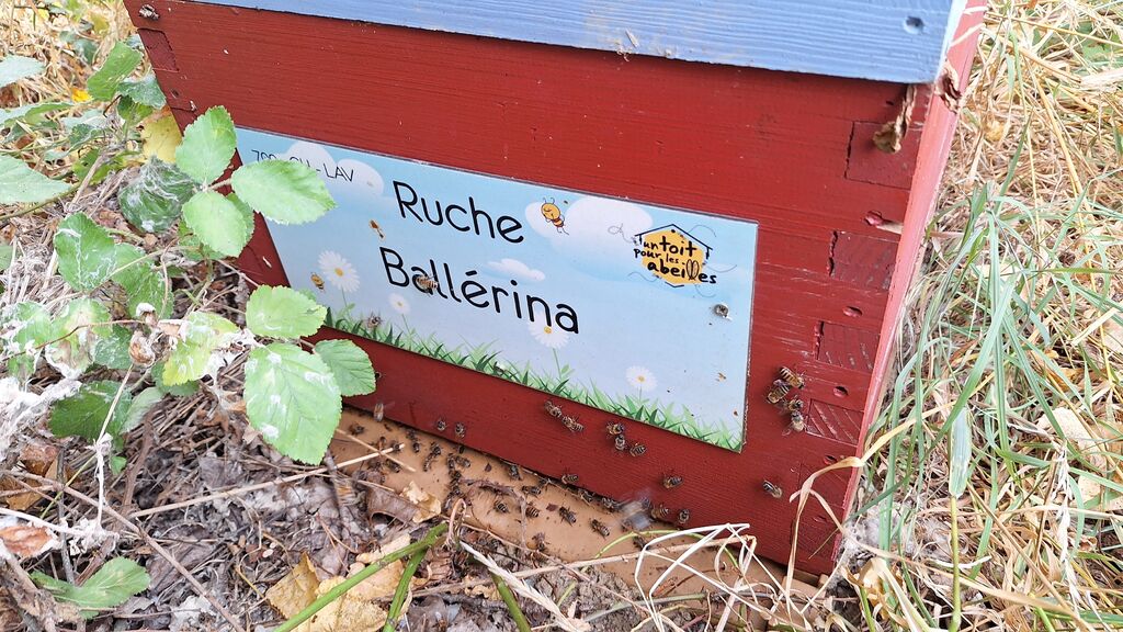 La ruche Ballérina