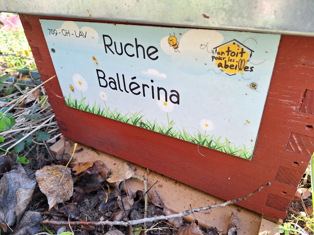 La ruche Ballérina