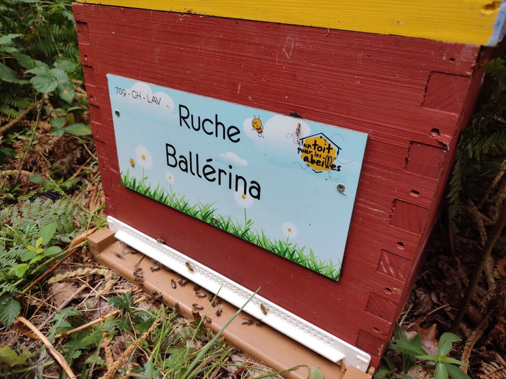 La ruche Ballérina