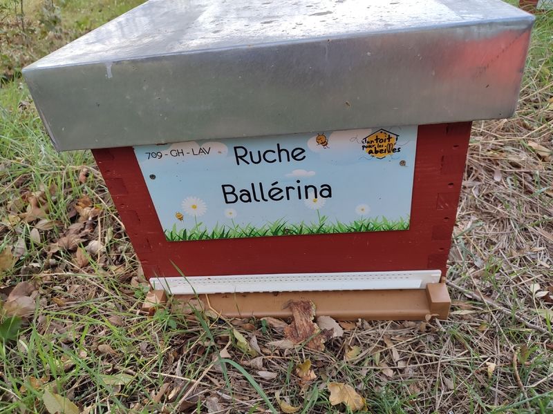 La ruche Ballérina