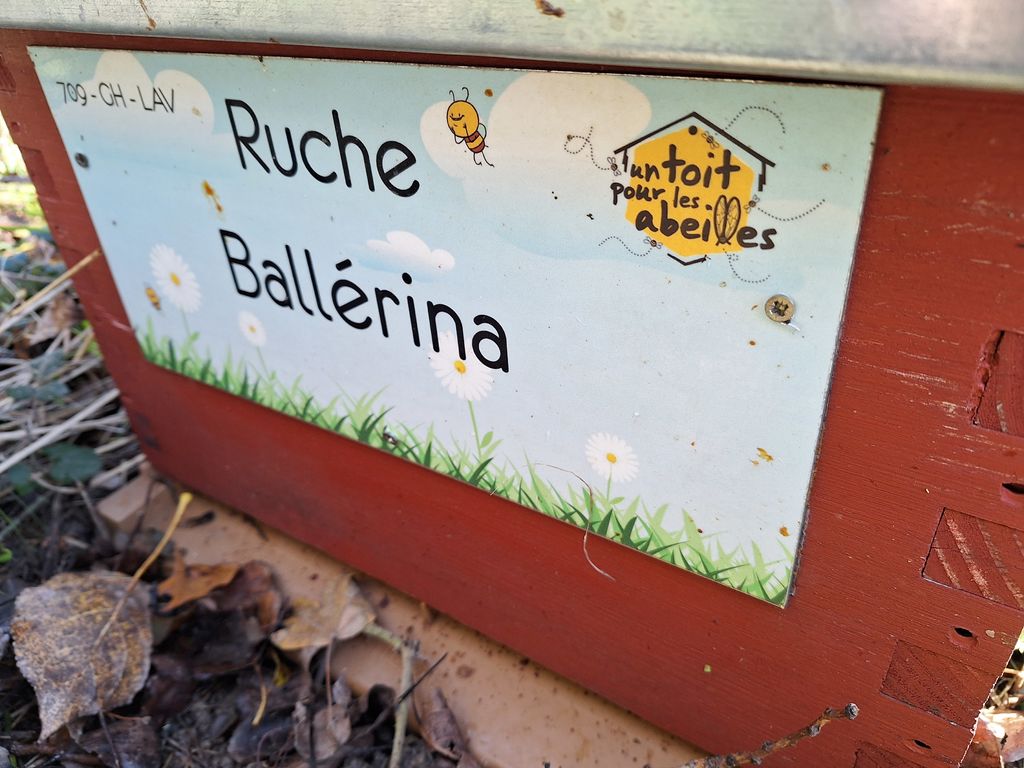 La ruche Ballérina