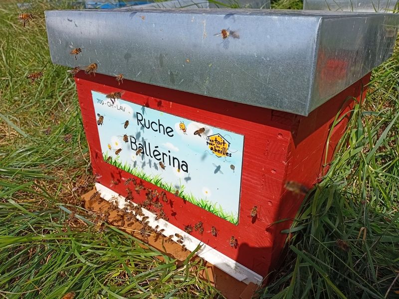 La ruche Ballérina
