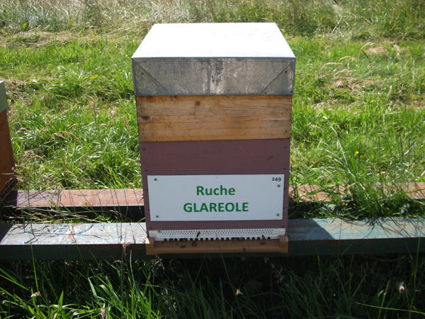 La ruche Glaréole