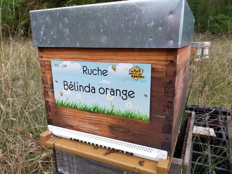 La ruche Bélinda orange