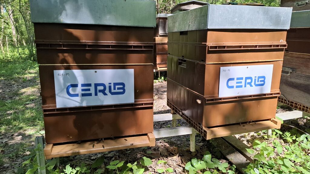 La ruche CERIB
