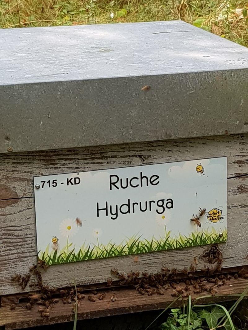 La ruche Hydrurga
