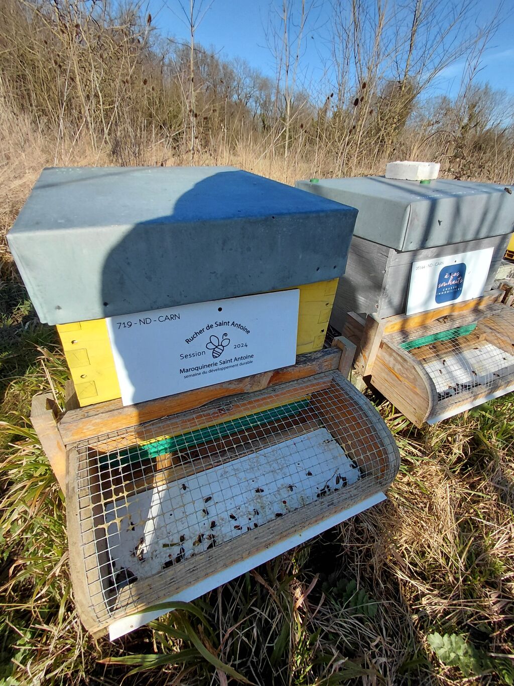 La ruche RUCHER DE SAINT ANTOINE