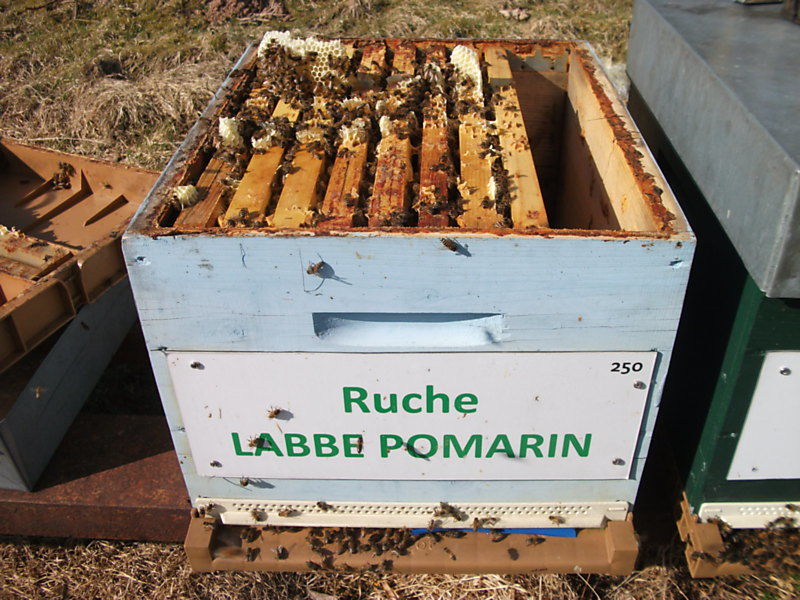 La ruche Labbe pomarin