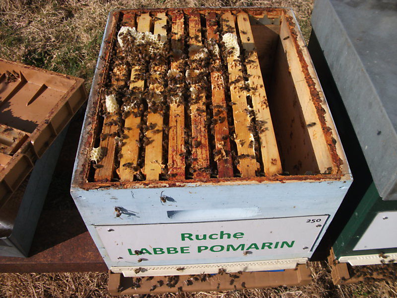 La ruche Labbe pomarin