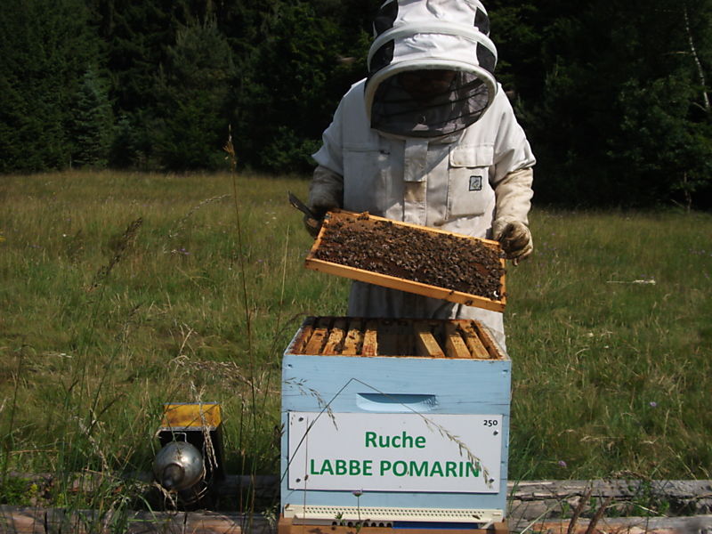 La ruche Labbe pomarin
