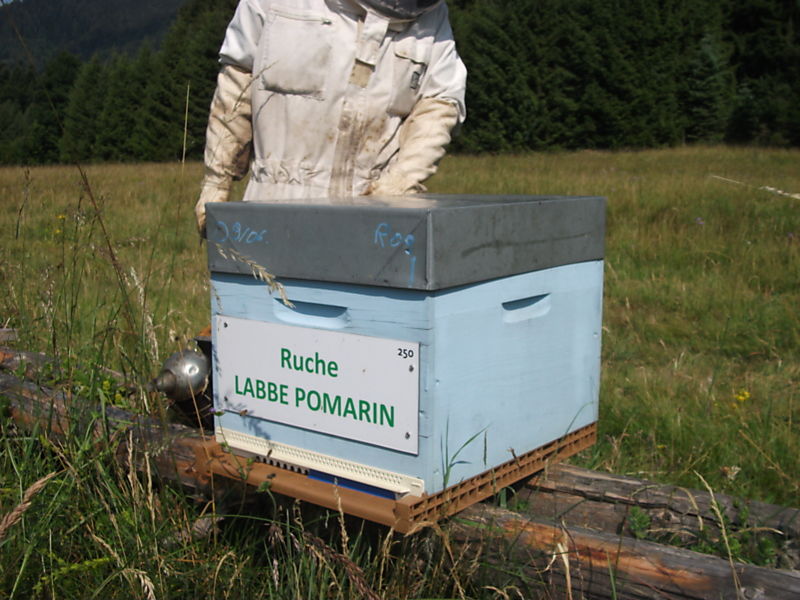 La ruche Labbe pomarin