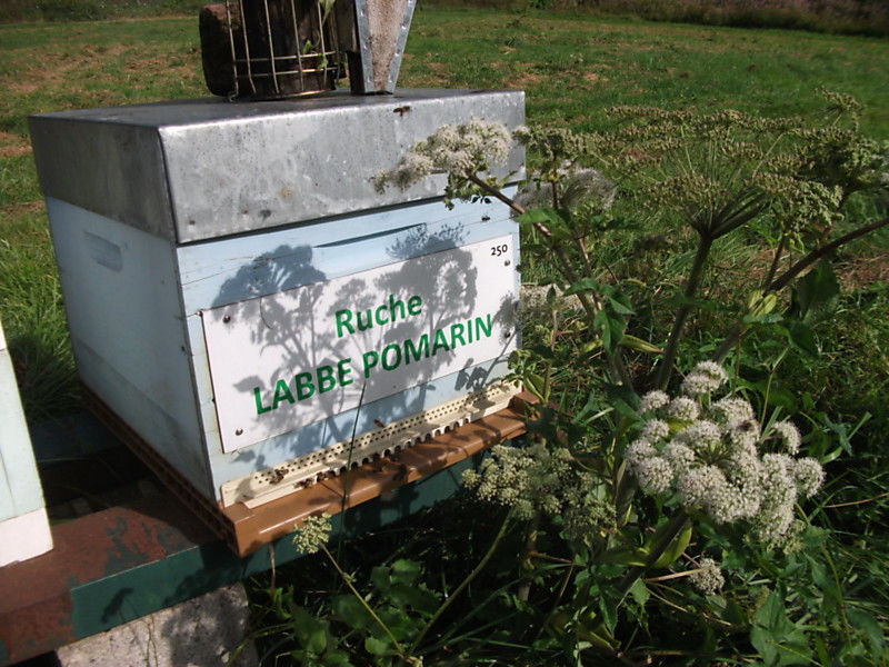 La ruche Labbe pomarin