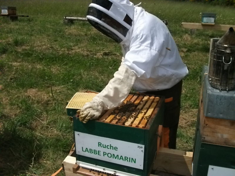 La ruche Labbe pomarin