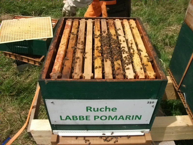 La ruche Labbe pomarin