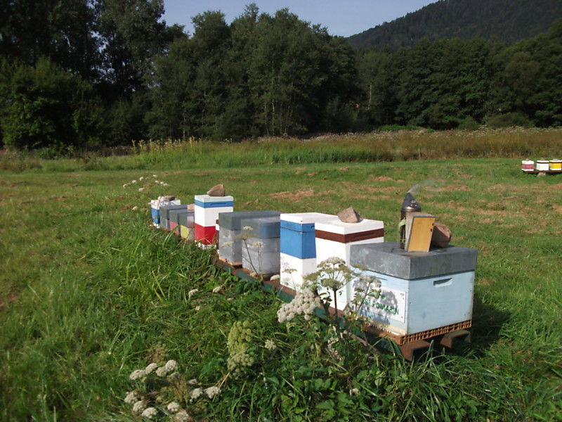 La ruche Labbe pomarin