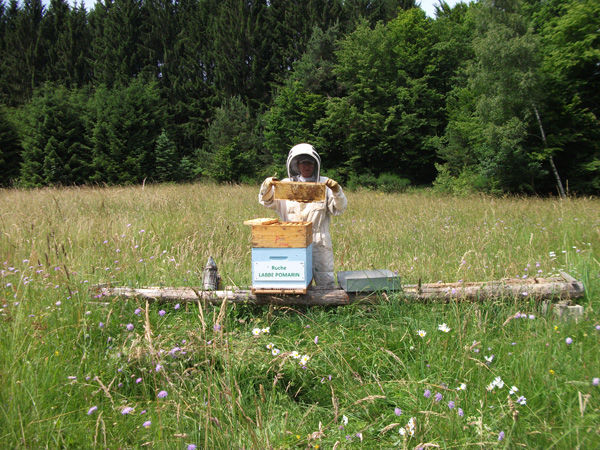 La ruche Labbe pomarin