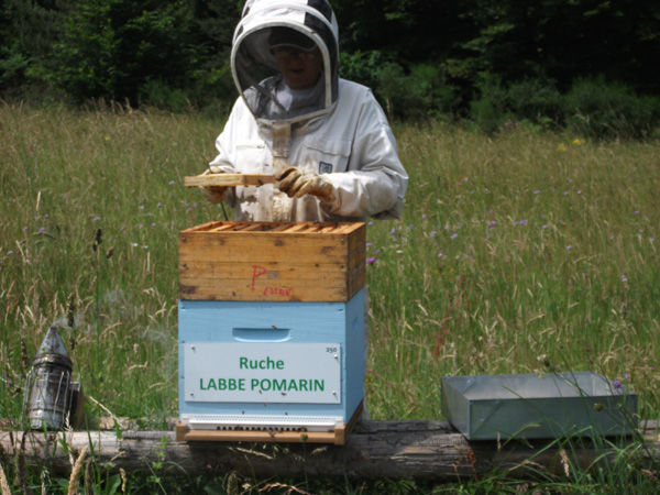 La ruche Labbe pomarin