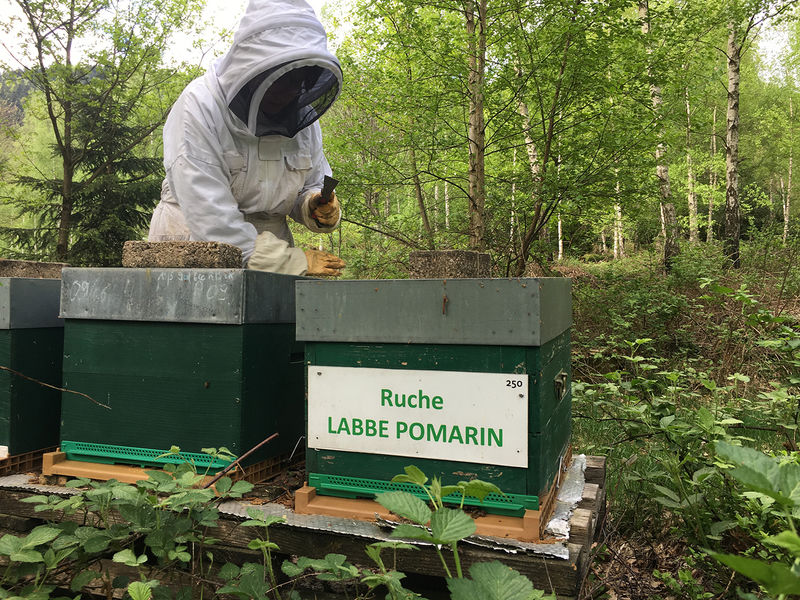La ruche Labbe pomarin