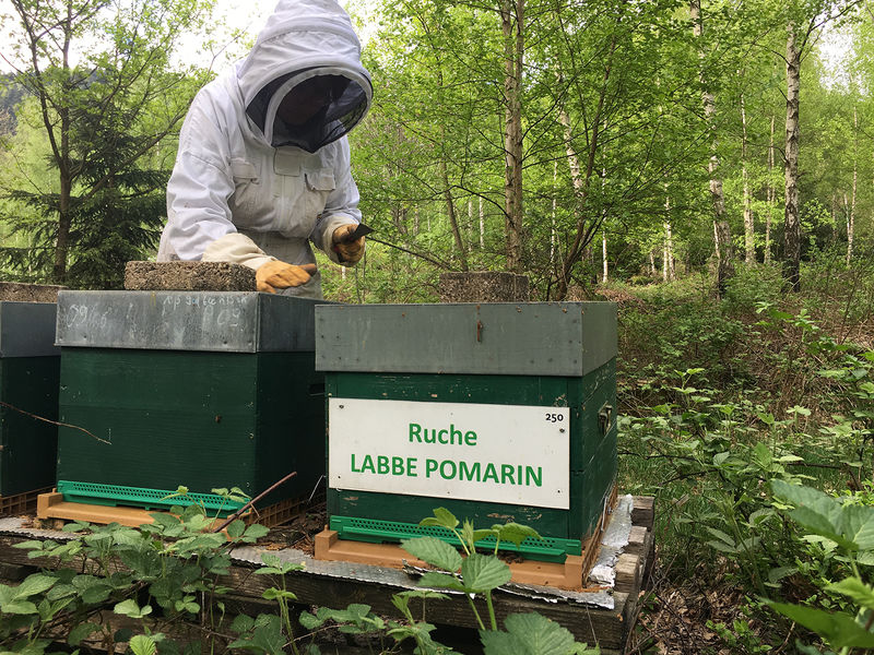 La ruche Labbe pomarin