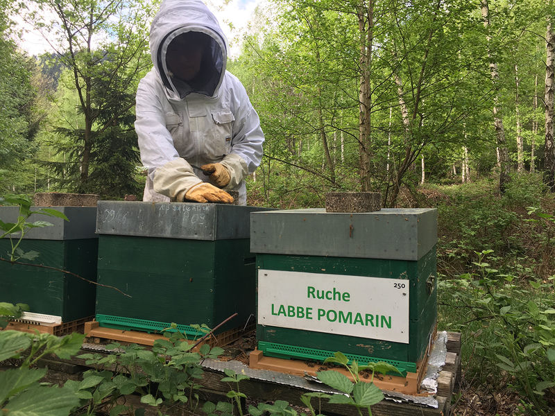 La ruche Labbe pomarin