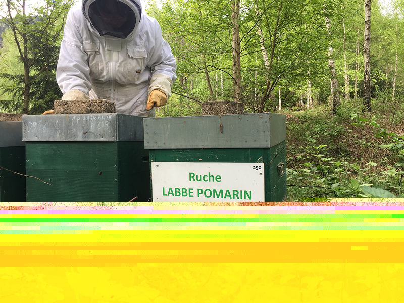 La ruche Labbe pomarin