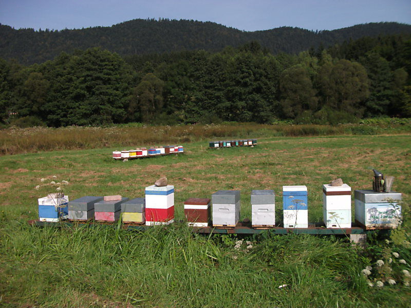 La ruche Labbe pomarin