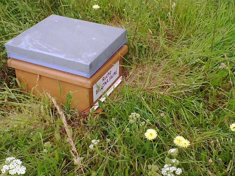 La ruche Bellona jaune