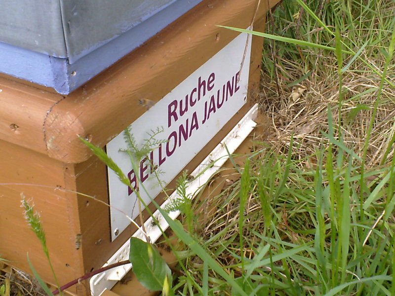 La ruche Bellona jaune