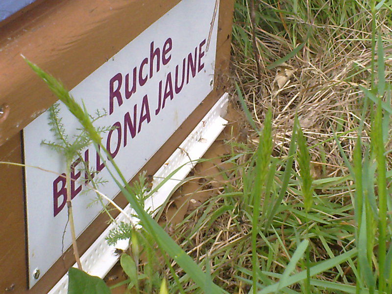 La ruche Bellona jaune