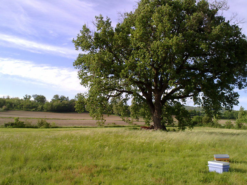 La ruche Bellona jaune