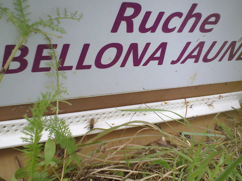 La ruche Bellona jaune
