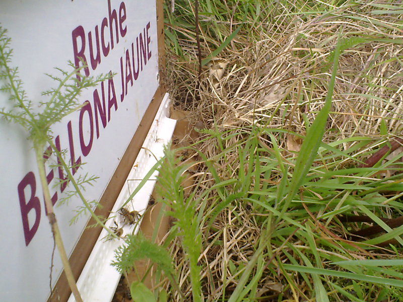 La ruche Bellona jaune