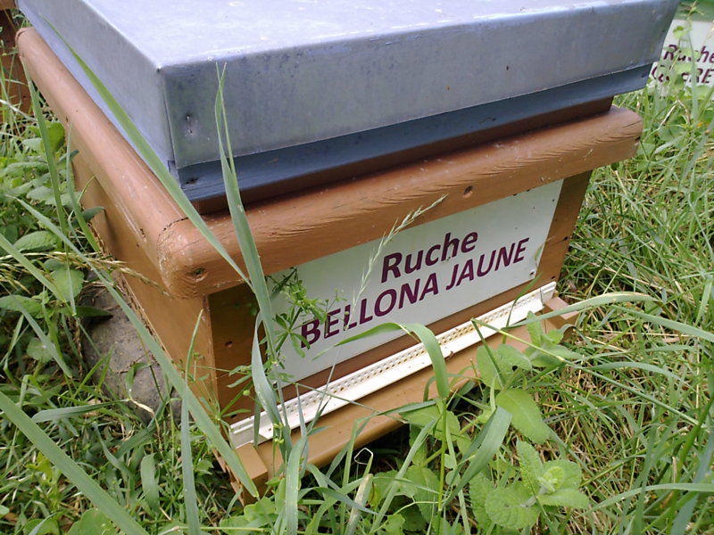 La ruche Bellona jaune