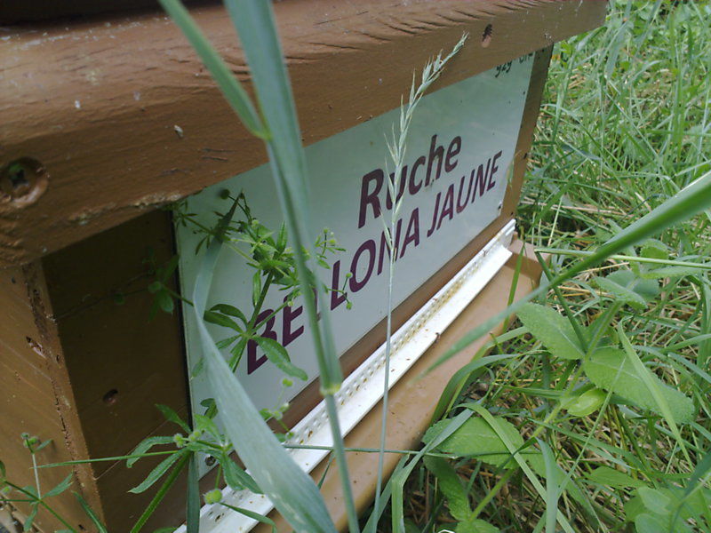 La ruche Bellona jaune