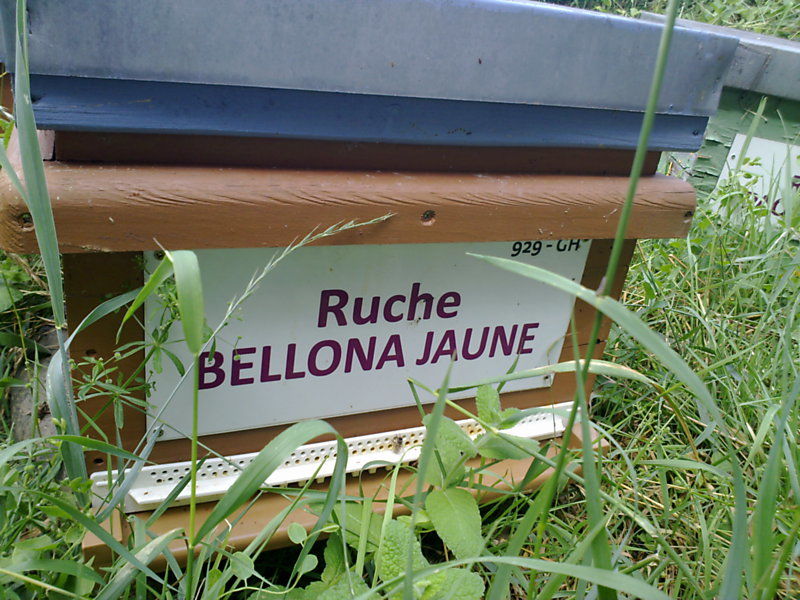 La ruche Bellona jaune