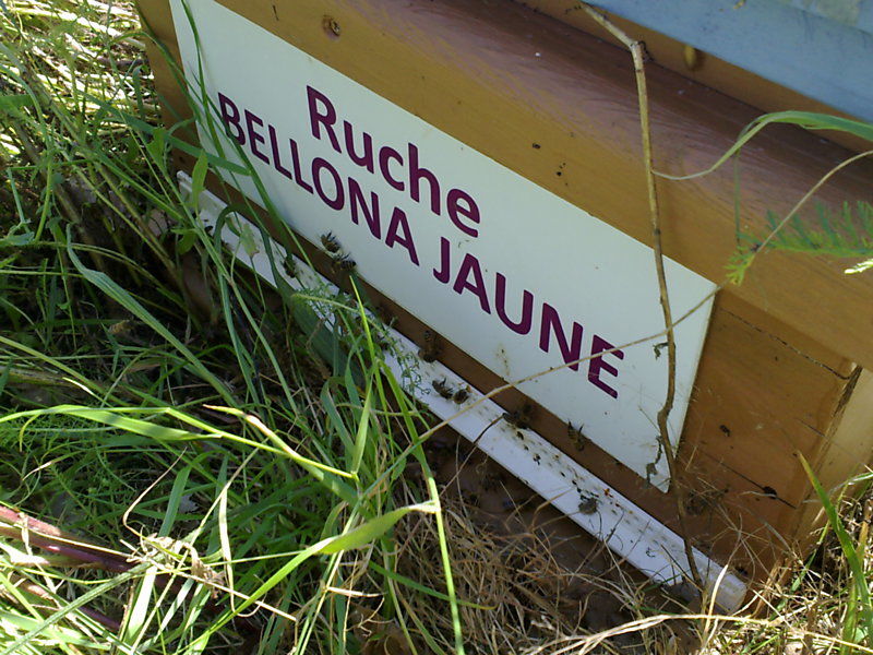 La ruche Bellona jaune