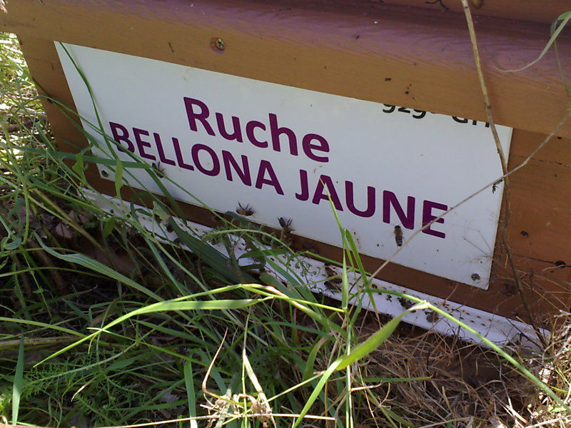 La ruche Bellona jaune
