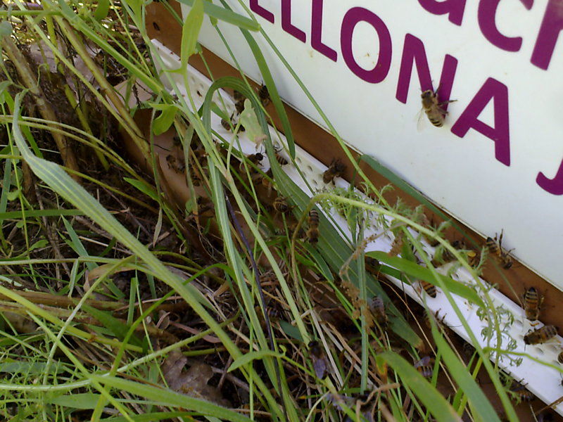 La ruche Bellona jaune