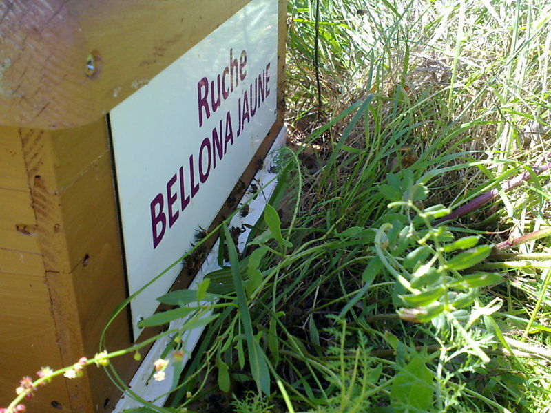 La ruche Bellona jaune