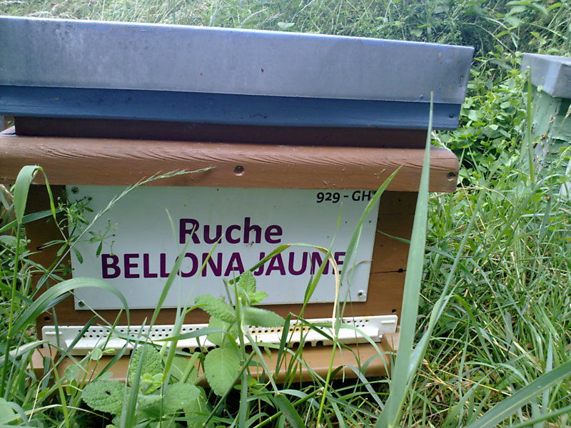 La ruche Bellona jaune