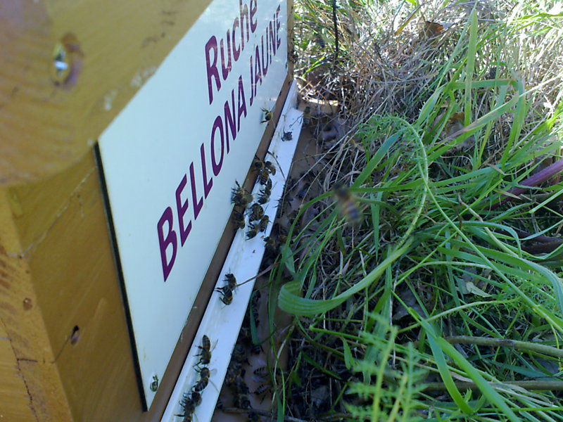 La ruche Bellona jaune